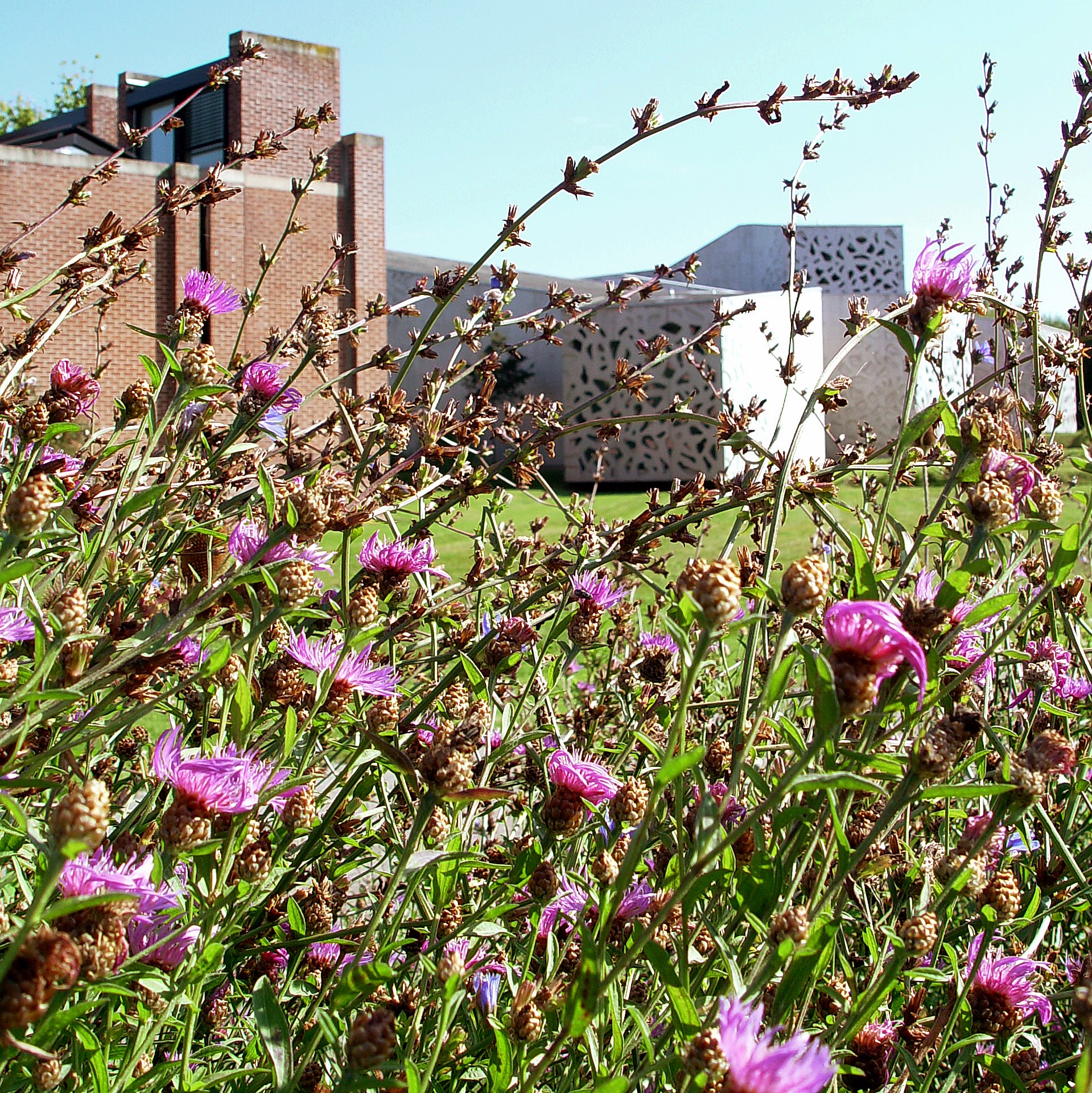 Vue sur le fauchage tardif en fleurs.