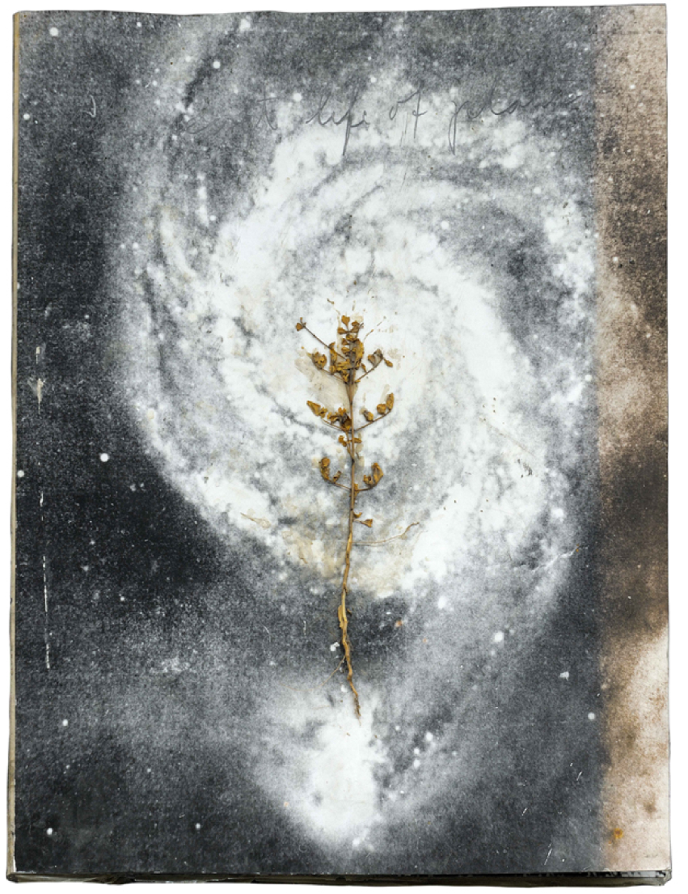 Anselm Kiefer, The Secret Life of Plants (La Vie secrète des plantes), 1998. Reproductions photographiques, plantes, graphite ; 64,50 x 50 cm. © Anselm Kiefer. Photo : Charles Duprat