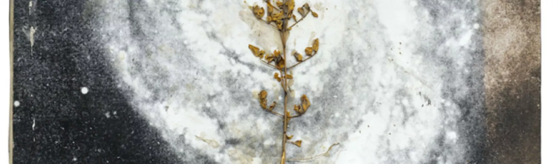 Photographie argentique d'une plante sur un fond galactique.