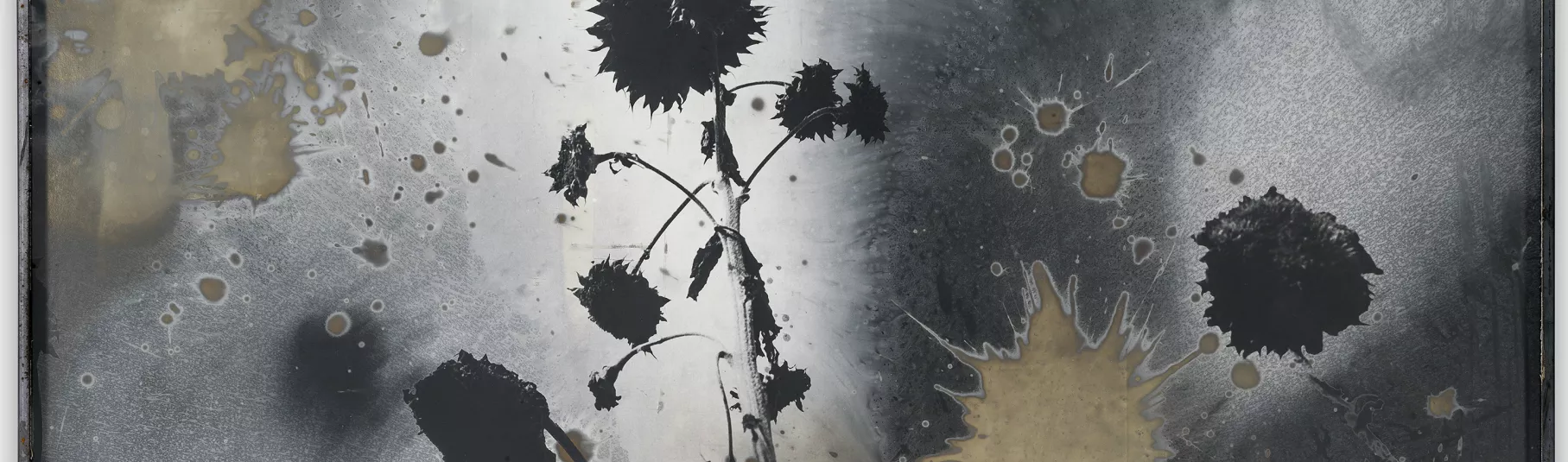 Émulsion argentique et technique mixte représentant des tournesols.